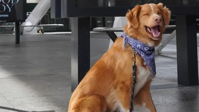 Indy hace historia: el perro de Good Boy es nominado a Mejor Actor en los Premios Astra 2026