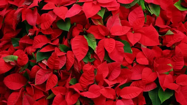 ¿Dónde comprar nochebuenas en CDMX? Fechas y lugares confirmados 2025