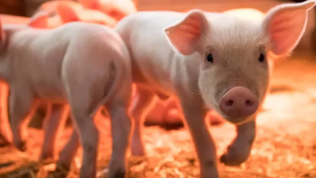 Peste porcina africana provoca que México suspenda importación de cerdo español. Noticias en tiempo real