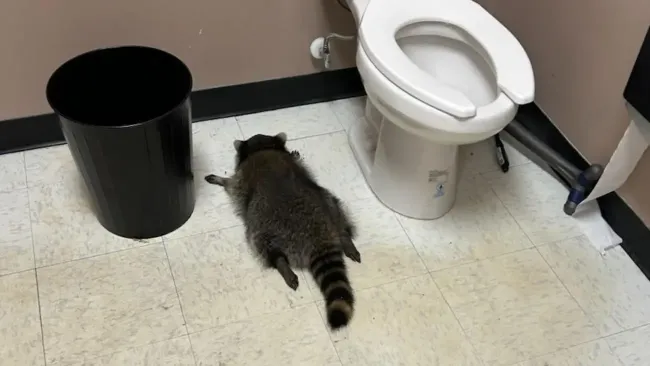 Mapache borracho irrumpe en licorería de Virginia y se desmaya en el baño