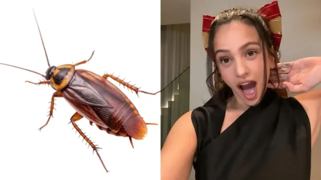 Video: Rosalía grita y se levanta al ver una cucaracha voladora en entrevista