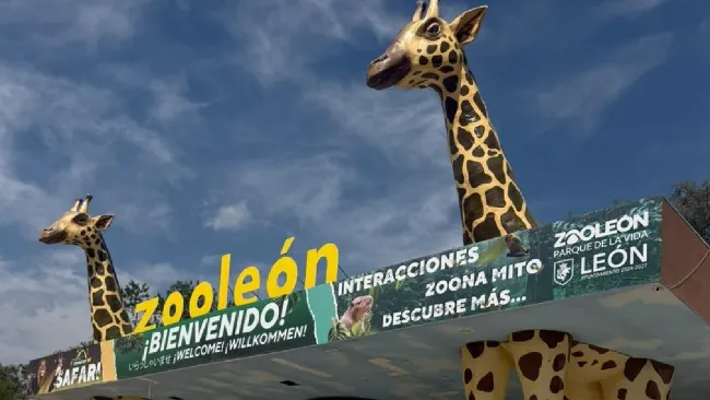 Murieron 24 borregos muflones por unos perros hambrientos que lograron colarse al lugar.