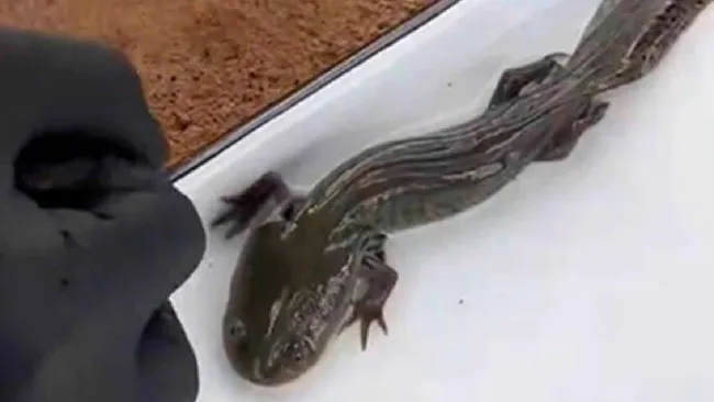 UNAM confirma en Querétaro al ajolote del Altiplano tras 15 años sin registros