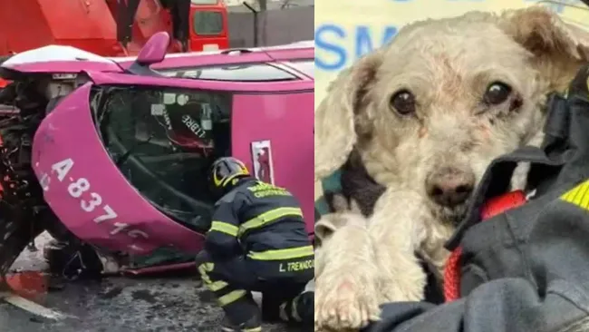 VIDEO: Muere taxista en trágico accidente en San Antonio Abad; rescatan con vida a su perrito