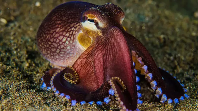 VIDEO: turista juega con pulpo sin saber que era altamente venenoso