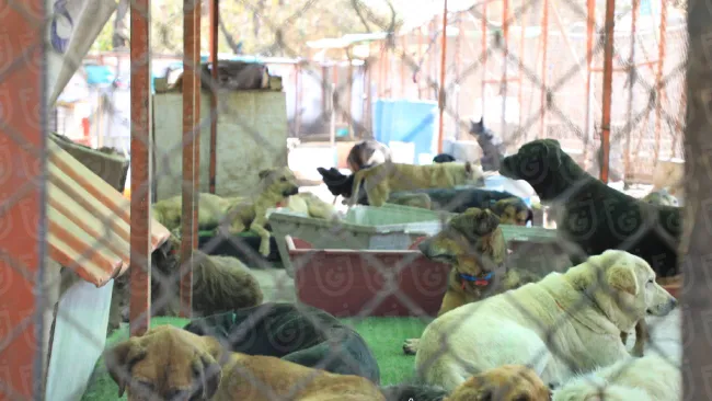 Más de 900 perros y gatos fueron rescatados del Refugio Franciscano en CDMX por presunto maltrato