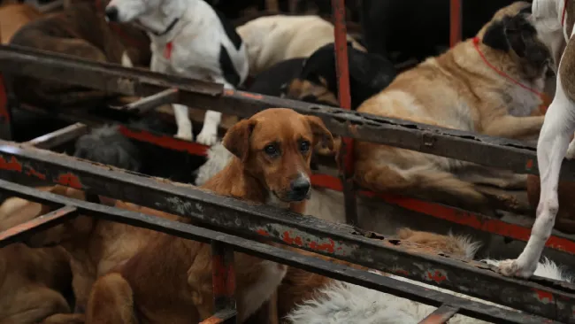 Los lomitos y mininos fueron desalojados de su hogar en días pasados.