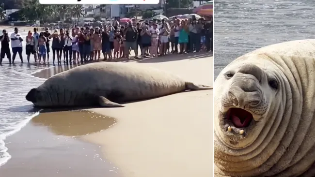 Los curiosos rodearon al animal para contemplarlo por un rato pero sin acercársele.