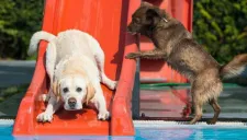 Un par de perros disfrutando del tobogán