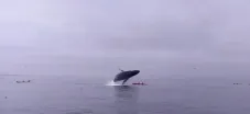 El momento en que la ballena cae sobre los turistas