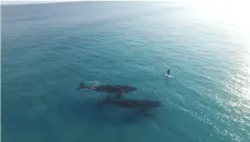 Las ballenas nadando cerca del surfista