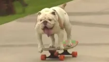 Otto, el bulldog que consiguió un récord Guinness