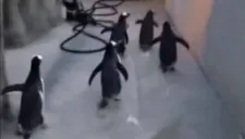 Pingüinos intentando la huida del zoológico