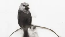 Un pajaro hecho con la flama de una vela, obra del artista Steven Spazuk