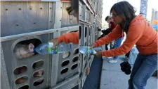 Anita Krajnc en el momento de la rehidratación