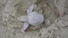 Alby es encontrada en el estado de Queensland