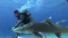 'El encantador de tiburones' intenta hipnotizar a un escualo