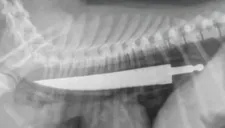 Foto de los Rayos X practicados al perro donde se ve un cuchillo en su esófago