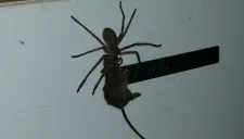 Araña gigante arrastrar ratón sobre un refrigerador