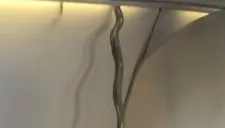 Imagen de la víbora que iba en el vuelo de Aeromexico