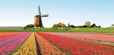 Campos de tulipanes en Holanda