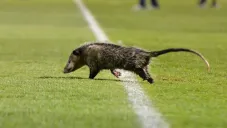 Tlacuache invade el Luis 'Pirata' Fuente