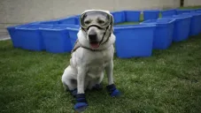 Frida, la perrita rescatista