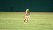 Perro invade diamante de beisbol