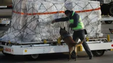 Gran Bretaña iniciará pruebas con perros para detección de Covid-19