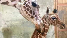 Ja Raffe en el zoológico de Memphis