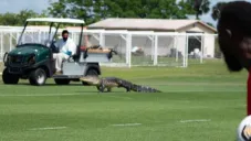 Cocodrilo arriba al entrenamiento del Toronto FC