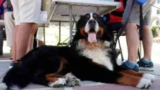 Nueva multa por transportar de manera incorrecta a mascotas