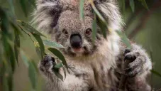 Australia declaró en peligro de extinción al Koala