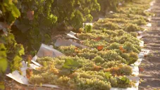 Las uvas son un alimento delicioso y saludable