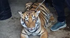 Tigre siendo llevado a una UMA