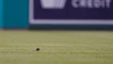 Rata invadiendo el campo del Nationals Park