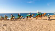 Renta de camellos en Qatar