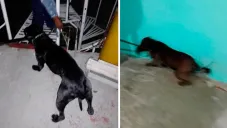 Perros son capturados tras agresión