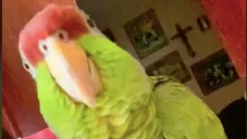 Este perico se ha viralizádo gracias a la porra del Rebaño Sagrado