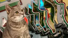 Formulino, gatito que daba suerte a los pilotos de F1 en Imola, ha fallecido