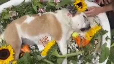 Eugenio Derbez hace llorar al público con el hermoso video del funeral de Fiona lleno de flores