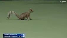 ¡Inaudito! Una ardilla 'invadió' cancha en el US Open y provoca repetición de punto