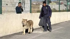 Rescatan a cachorro de león que se paseaba por calles del Estado de México