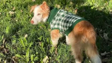 El lomito luchaba desde hace tiempo con un problema en sus intestinos y el riñón.