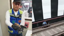 El animal será canalizado a la Brigada de Vigilancia Animal de la SSCCDMX.