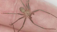 Foto Gobierno de México