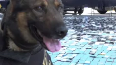 El trabajo de la Unidad Canina (K9) del Sistema Penitenciario fue reconocido.