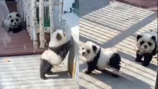 A los cachorros les pusieron tinte en su pelaje.