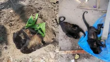 Los saraguatos (Alouatta palliata), son una especie &quot;En Peligro de Extinción&quot;, de acuerdo a la Norma Oficial Mexicana 059