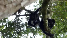 Alrededor de 70 ejemplares han sido encontrados sin vida